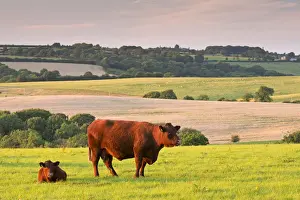 Adam Burton AWL Images UK Drucke: North Devon Red Ruby cattle grazing in the rolling countryside, Black Dog, Devon, England