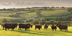 Devon Drucke: Norddevonrote Rubycattle Herde grasen im weichen Landgelauf von Black Dog, Devon, England
