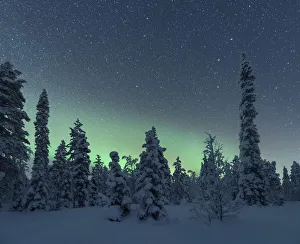 Drucke von Nordlicht über die eisgekühlten Bäume von Lappland im Winter, Akaslompolo, Yllastunturin Nationaleschutzgebiet Finnland Finnland Drucke: Nordlicht über den eisgekühlten Bäumen von Lappland im Winter, Akaslompolo