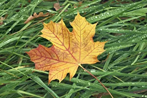 Upper Bavaria Nature Photos Drucke: Norway maple leaf in grass - Germany, Bavaria, Upper Bavaria, Munich, Taufkirchen