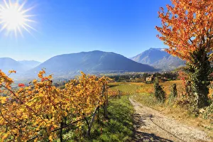 Italian Castle Architecture Drucke: A oad between vineyards leads to Ramez Castle