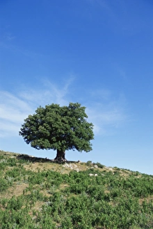 Cretan Countryside Scenery Drucke: Olive tree