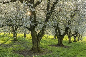 Garten mit blühenden Kirschbäumen (Prunus avium), Naturreservat Ehrenburg