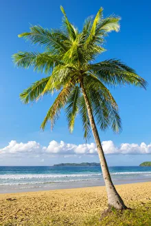 Palmenstrauch auf der Nacpan-Bucht in El-Nido (Palawan), Philippinen