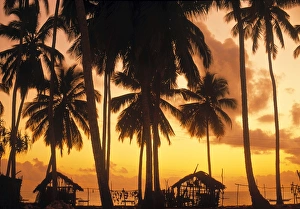 Palm Tree Photography Drucke: Palm trees at sunset