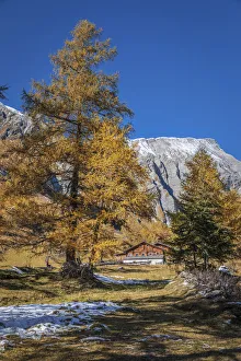 East Tyrol Landscape Drucke: Path through the old larch forest in Koednitztal