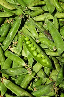 AWL Discover Images Europe Drucke: Peas
