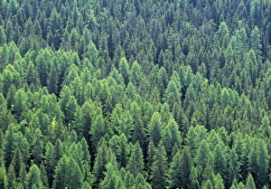 Alpine Forest Scenery Drucke: Pine Forest