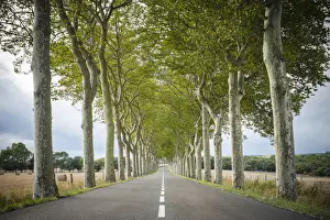 Landschaften Drucke: Bäume der Planauxart (Platanus x acerifolia) entlang einer Straße mit Bäumen im Département Aude