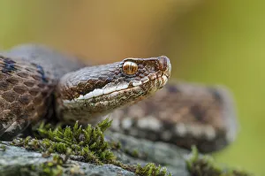 Wildlife Animal Photoshoots Drucke: portrait of a viper