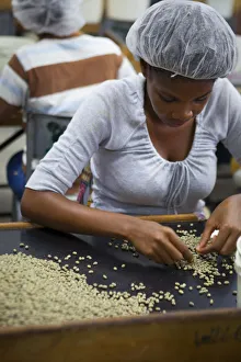 Verarbeitung von KaffeeMarley-KaffeeKingstonSt. Andrews-ParishJamaikaKaraibik