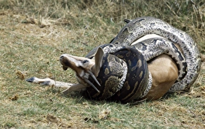 Ein Python tötet eine Thomson's Gazelle durch Verschüttung