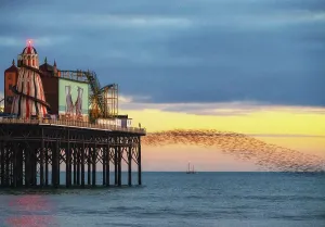 Schloss Drucke: Sturmvogel-Schwarm bei Sonnenuntergang neben der Brighton Palace Pier