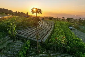 Central Java Province Drucke: Terraced fields at dawn, Nepal Van Java, Magelang, Central Java, Indonesia