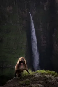Simien Mountains National Park Drucke: gelada (Theropithecus gelada)