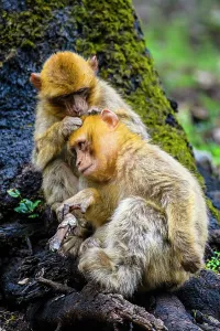 Barbary Macaque Drucke: Barbary macaque (Macaca sylvanus)