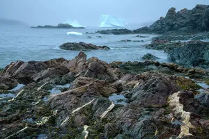 Kanada, Atlantikregionen Neufundland und Twillingate Eiskapuzin