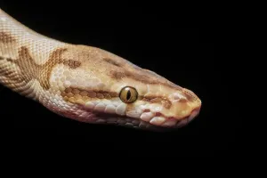 Royal Python Drucke: Royal Python (Python regius) - captive bred Spider Ball Python Morph, Ontario, Canada