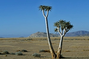Botanical Garden Plants Drucke: Quiver tree