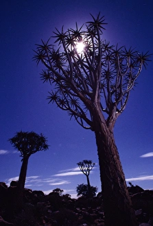 South African Landmarks Drucke: Quiver Tree Forest