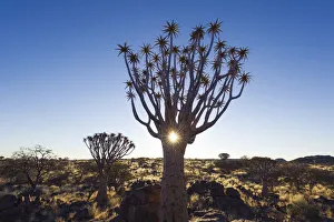 Kokerboom Tree Images Drucke: Quivertree forest, Southern Namibia, Africa. Aloe in bloom