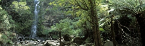 Australian Rainforests Drucke: Rainforest