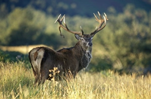 European Red Deer Drucke: Red deer stag
