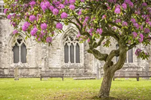 Rhododendonbaum vor der Kathedrale von Dunkeld, Perth und Kinross, Schottland