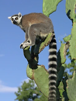 Madagascar Biodiversity Hotspot Drucke: A ring-tailed lemur