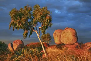 Australian Desert Scenery Drucke: Rock formation at Devils Marbles with eucalyptus - Australia, Northern Territory