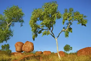 Australian Desert Landscapes Drucke: Rock formation at Devils Marbles with eucalyptus tree - Australia, Northern Territory