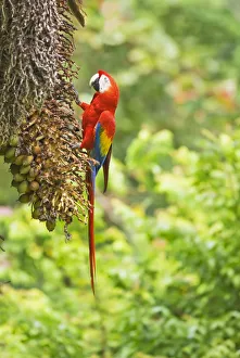 Corcovado National Park Wildlife Drucke: Scarlet Macaws (Ara macao) perching on a tree, Corcovado National Park, Osa Peninsula