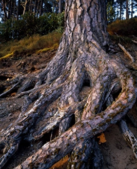 Scotland Nature Photography Drucke: Scots Pine at Glenferness