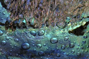 Nature Photography Details Drucke: Seashell Abalone