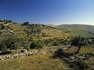 Drucke von Weideland von Hirten, Bethlehem, Israel Karte Drucke: Weidelande