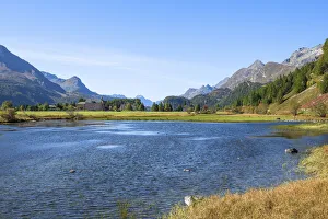 Swiss Lake Landscapes Drucke: Sils with Lake Sils in fall, Upper Engadin, Grisons (Graubunden), Switzerland