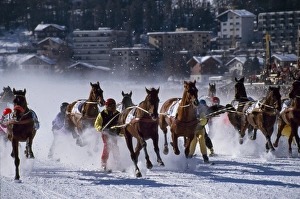 Winter Sports Activities Drucke: Skijoring
