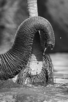 Loxodonta Africana Photos Drucke: Small Elephant trunk, Chobe River, Chobe National Park, Botswana