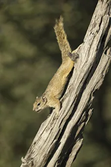 Schmidts Busch-Eichhörnchen (Paraxerus cepapi), Savuti, Chobenationalpark, Botswana. Afrika