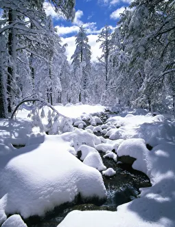 Snowy Pine Trees Drucke: Snow-Covered Pine Trees & Stream, Flagstaff, Arizona, USA