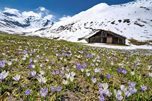 Graubunden Canton Landscape Drucke: Snowcapped mountains surrounded by fields of Crocus in bloom, Juf, Avers, Viamala Region