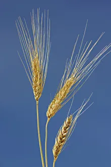 Canadian Agriculture Landscape Drucke: SPring white wheat Indian Head Saskatchewan, Canada
