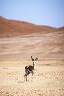 Southern Africa Desert Scenes Drucke: Springbok, Damaraland, Namibia