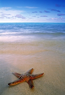Starfish On Beach Drucke: Starfish on beach