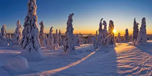Sonnenschein durch schneebedeckte Tannen in dem Riisitunturi-Nationalpark bei Posio im Lappland
