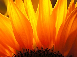 Bright Yellow Flowers Drucke: Sunflower