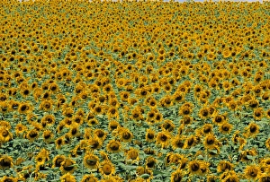 Sunflower Field Provence Drucke: Sunflower Field