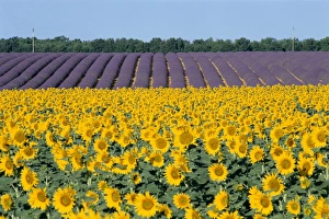 Provence Sunflowers Drucke: Sunflower fields
