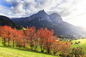Autumn Colors In The Dolomites Drucke: Sunlight illuminates red leafs of cherry trees. Siusi allo Sciliar, Dolomites