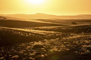African Sunset Drucke: Sunset on grassy fields, Damaraland, Namibia